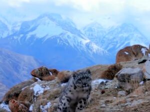Снежный леопард на Памире фото